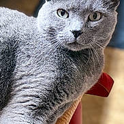 Bocephus is registered to the contest to win money with this photo: animal, cat, chair, close_up, cozy, domestic_cat, ears, eyes, feline, fur, gray_cat, home, indoor, looking_at_camera, nose, pet, portrait, relaxed, whiskers, woven_chair