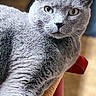 animal, cat, chair, close_up, cozy, domestic_cat, ears, eyes, feline, fur, gray_cat, home, indoor, looking_at_camera, nose, pet, portrait, relaxed, whiskers, woven_chair