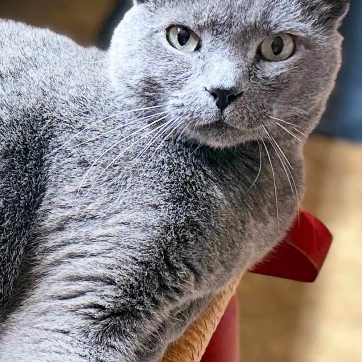 Bocephus