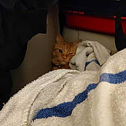 Sam is registered to the contest to win money with this photo: cat, orange_cat, towel, fabric, clothing, indoor, cozy, sleepy, pet, fur, collar, closet, storage, textile, domestic_animal, resting, hidden, soft, pile, home