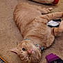 cat, orange_tabby, collar, carpet, sock, can, paper, floor, indoor, pet, relaxed, lying_down, curious, household_items, feline, mischievous, domestic, animal, cute, casual