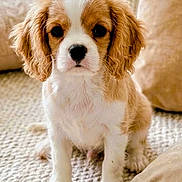 Buddy a rejoint le concours — aidez-le/la à gagner de superbes lots ! puppy, dog, cavalier_king_charles_spaniel, pet, sitting, indoor, carpet, cushion, home, portrait, floppy_ears, brown_and_white, fluffy, cute, adorable, looking_at_camera, paws, companion_animal, cozy, photography