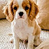 puppy, dog, cavalier_king_charles_spaniel, pet, sitting, indoor, carpet, cushion, home, portrait, floppy_ears, brown_and_white, fluffy, cute, adorable, looking_at_camera, paws, companion_animal, cozy, photography