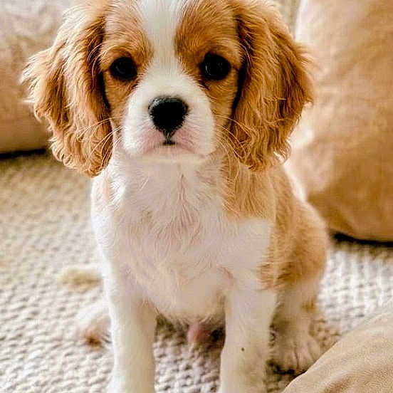 Buddy a rejoint le concours — aidez-le/la à gagner de superbes lots ! puppy, dog, cavalier_king_charles_spaniel, pet, sitting, indoor, carpet, cushion, home, portrait, floppy_ears, brown_and_white, fluffy, cute, adorable, looking_at_camera, paws, companion_animal, cozy, photography
