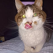 Boo is registered to the contest to win money with this photo: animal, blanket, cat, close_up, cozy, dark_background, ears, facial_expression, feline, green_eyes, indoor, licking, looking_at_camera, pet, photography, portrait, tabby, tongue, whiskers, white_fur