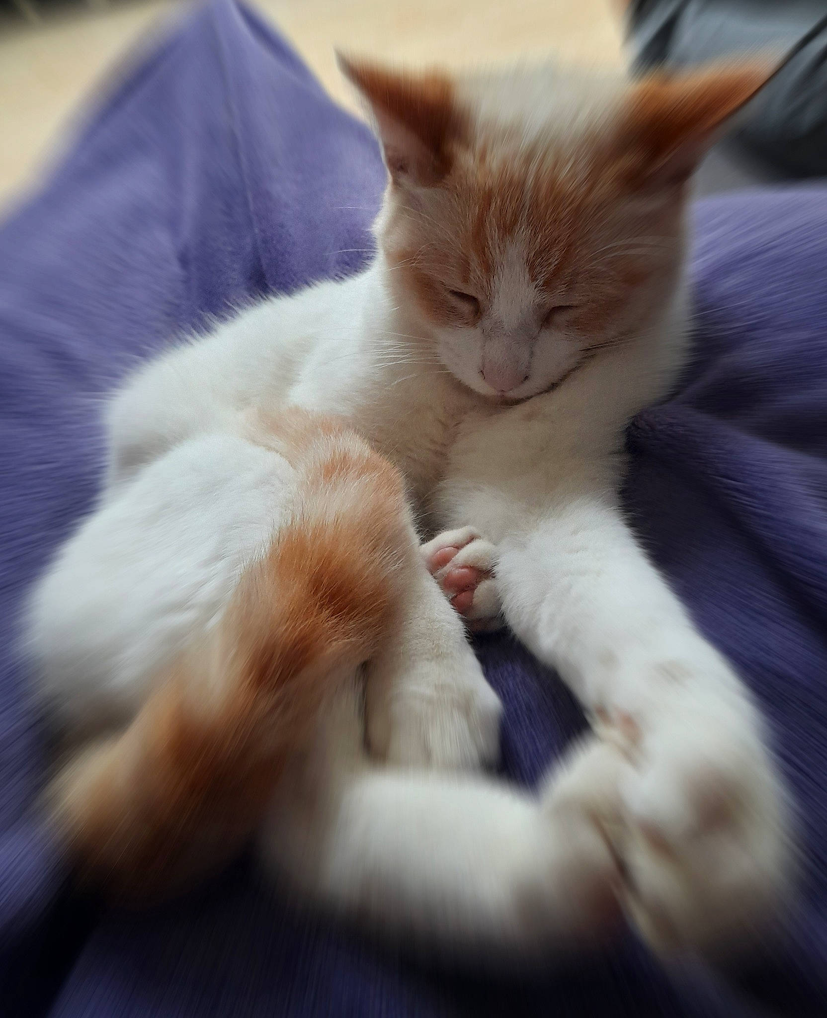 Floky a rejoint le concours — aidez-le/la à gagner de superbes lots ! carnivore, cat, claw, comfort, domestic_short_haired_cat, fawn, felidae, foot, fur, paw, sitting, small_to_medium_sized_cats, snout, tail, whiskers