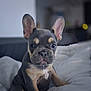 dog, puppy, french_bulldog, pet, animal, ears, blanket, indoor, cute, young, fur, canine, mammal, portrait, sitting, looking, nose, whiskers, domestic_animal, companion