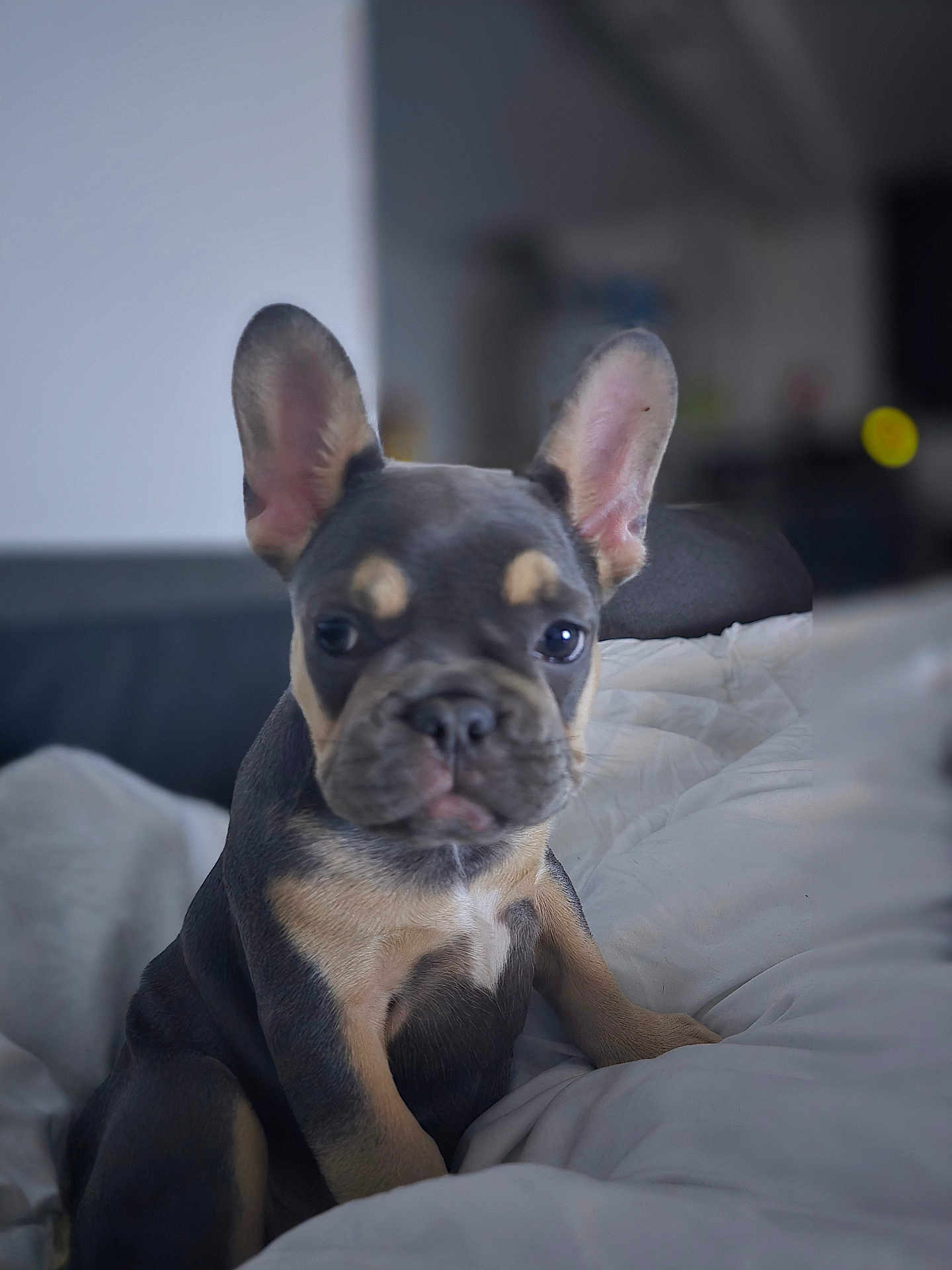 Daisy participe au concours pour gagner de l'argent avec cette photo : dog, puppy, french_bulldog, pet, animal, ears, blanket, indoor, cute, young, fur, canine, mammal, portrait, sitting, looking, nose, whiskers, domestic_animal, companion
