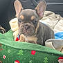 Daisy a rejoint le concours — aidez-le/la à gagner de superbes lots ! french_bulldog, puppy, dog, pet_bed, christmas_theme, santa_claus, green, blanket, car_interior, door_handle, window, cute, animal, ears, snout, fur, close_up, indoors, seat, cozy
