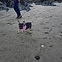 Daisy participe au concours pour gagner de l'argent avec cette photo : puppy, dog, beach, sand, rocks, shells, person, jeans, sweatshirt, bandana, walking, outdoor, graffiti, wall, footprints, nature, casual, playful, daytime, coast