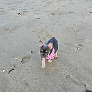Daisy participe au concours pour gagner de l'argent avec cette photo : dog, puppy, french_bulldog, beach, sand, shells, pink_bandana, walking, outdoor, canine, pet, small_dog, animal, summer, footwear, people, playful, daytime, nature, cute