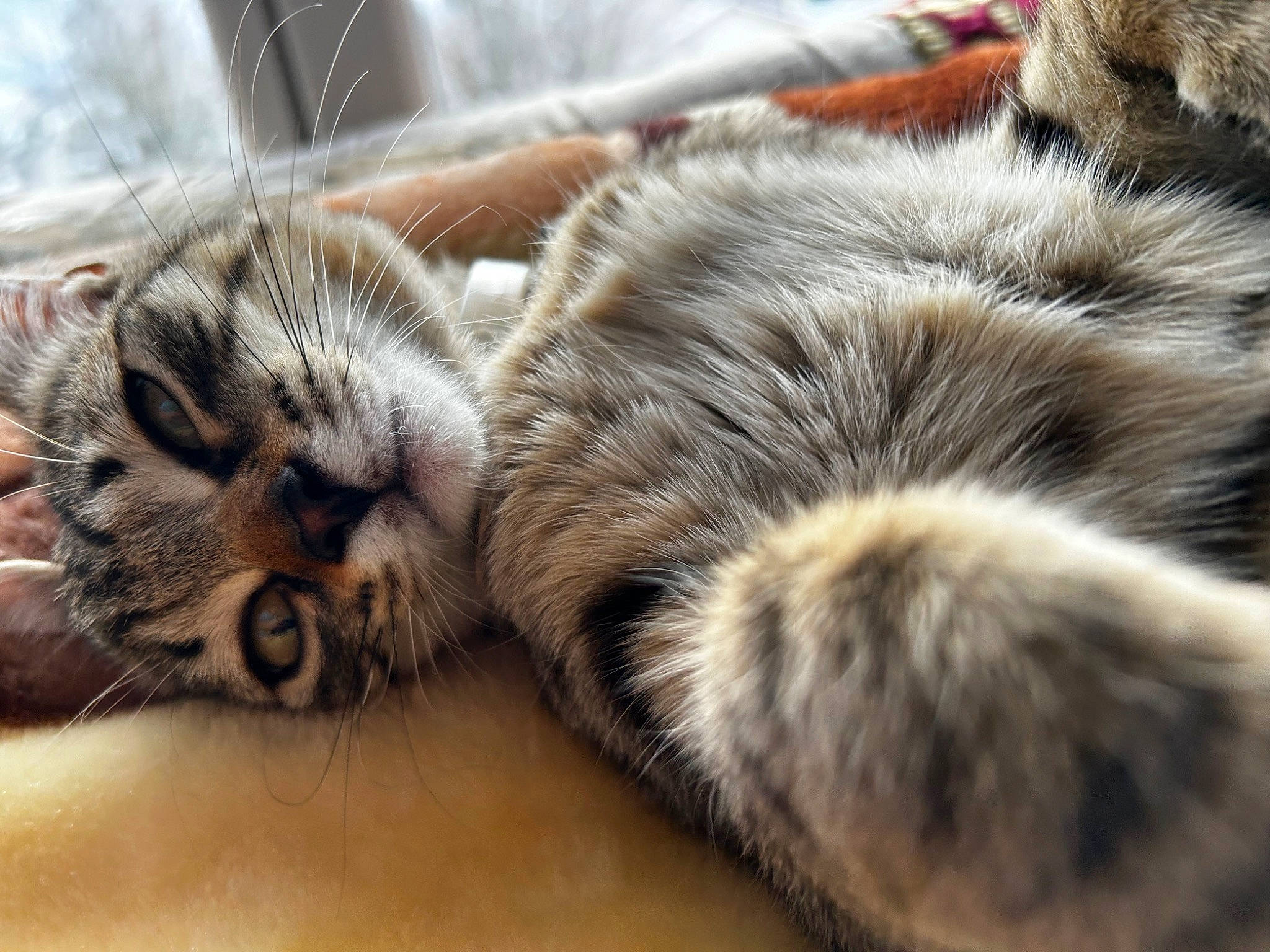 Simba Junior a rejoint le concours — aidez-le/la à gagner de superbes lots ! carnivore, cat, claw, close_up, comfort, domestic_short_haired_cat, fawn, felidae, fur, mammal, nap, paw, sleep, small_to_medium_sized_cats, snout, tail, terrestrial_animal, vertebrate, whiskers, wildlife