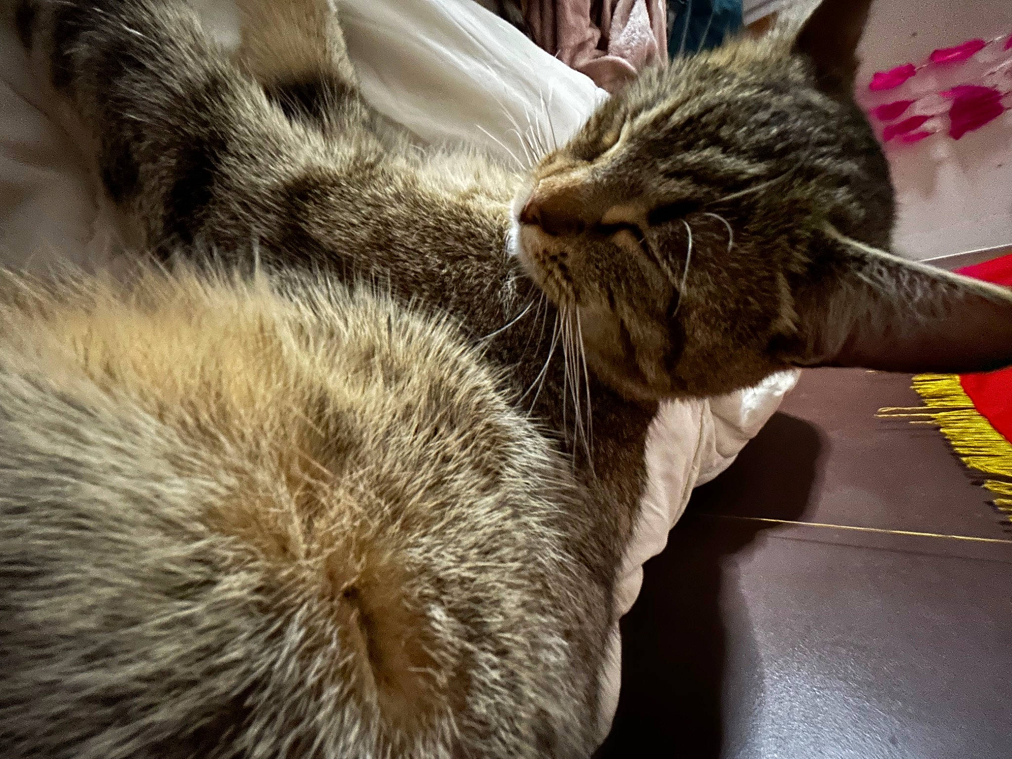 Morphé a rejoint le concours — aidez-le/la à gagner de superbes lots ! carnivore, cat, claw, close_up, comfort, domestic_short_haired_cat, felidae, fur, mammal, nap, paw, sleep, small_to_medium_sized_cats, snout, tail, terrestrial_animal, vertebrate, whiskers