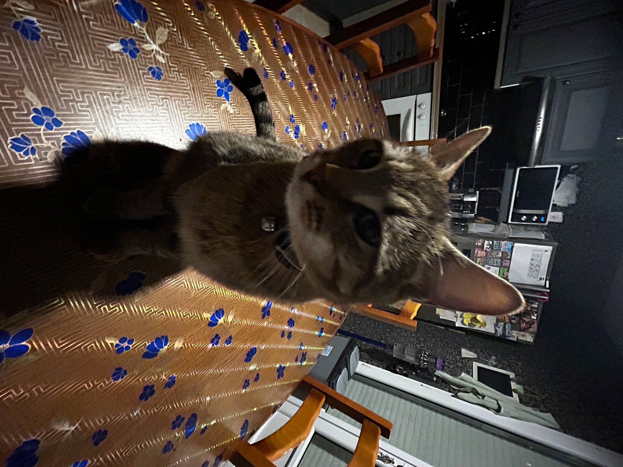 Morphé participe au concours pour gagner de l'argent avec cette photo : cat, computer_hardware, domestic_short_haired_cat, electric_blue, felidae, fur, room, shelf, small_to_medium_sized_cats, snout, space, tail, tree, visual_arts, whiskers, wood