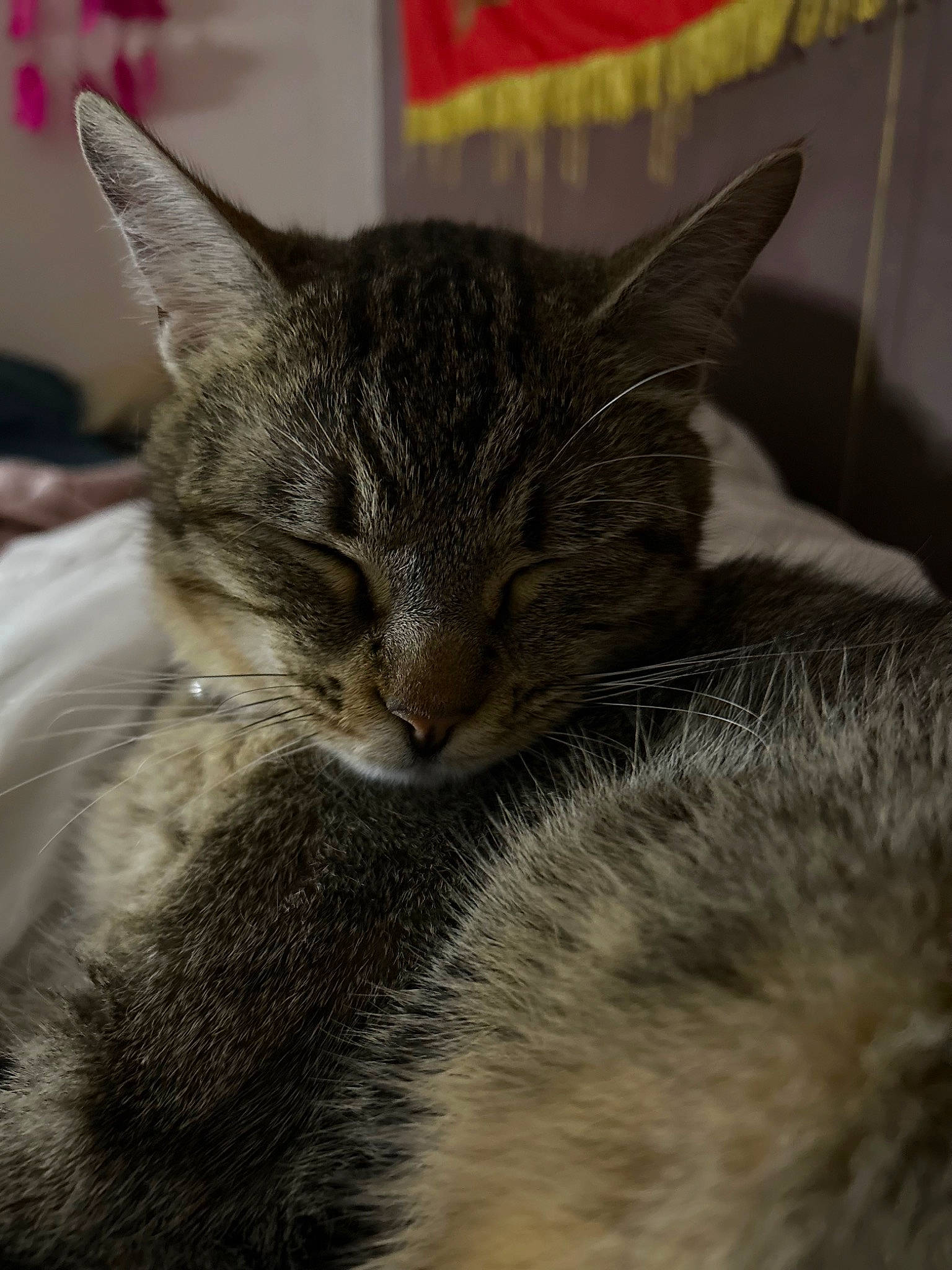 Morphé a rejoint le concours — aidez-le/la à gagner de superbes lots ! carnivore, cat, cat_furniture, claw, close_up, comfort, domestic_short_haired_cat, felidae, fur, grey, paw, small_to_medium_sized_cats, snout, tail, terrestrial_animal, tree, whiskers, wildlife