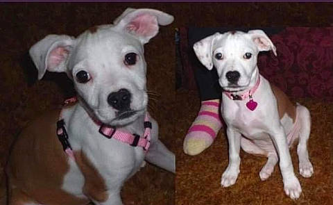 Sophia joined the competition — help win amazing prizes! ancient_dog_breeds, canidae, carnivore, collar, companion_dog, dog, dog_breed, dog_collar, dog_supply, fawn, fur, non_sporting_group, pet_supply, snout, sporting_group, working_animal