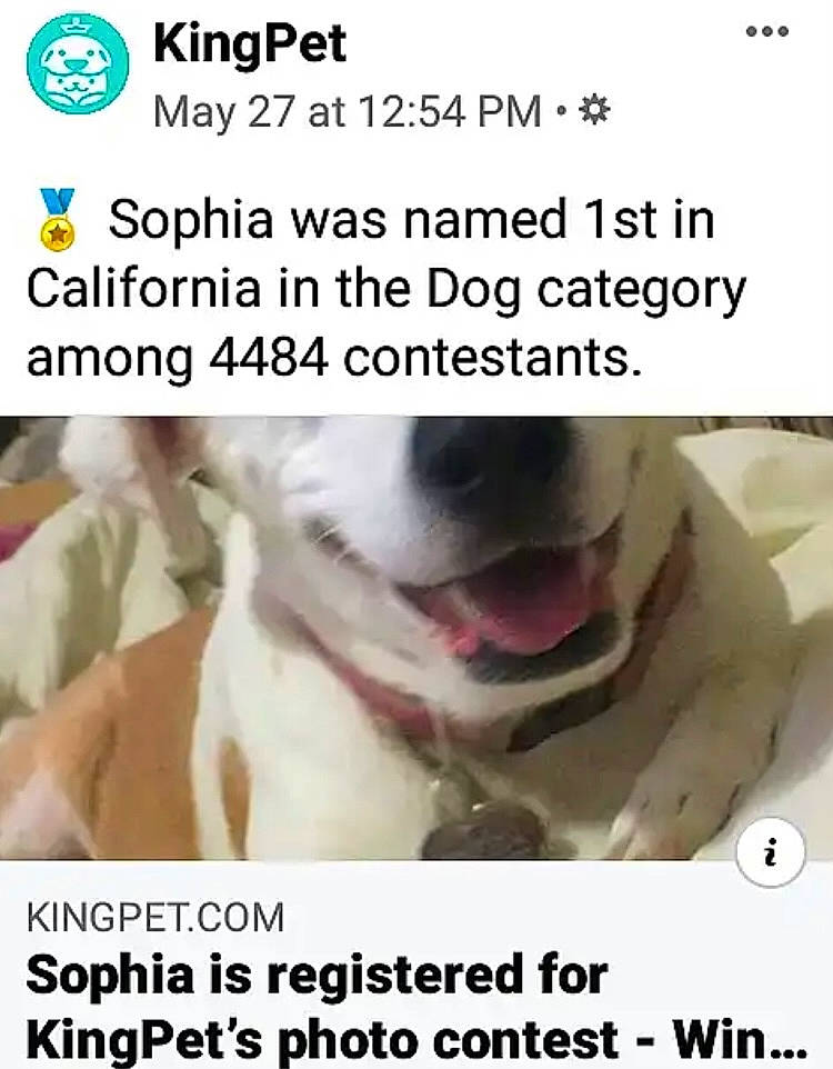 Sophia is registered to the contest to win money with this photo: adaptation, canidae, carnivore, collar, comfort, companion_dog, dog, dog_breed, font, fur, happy, internet_meme, jaw, organism, photo_caption, screenshot, smile, snout, sporting_group, working_animal