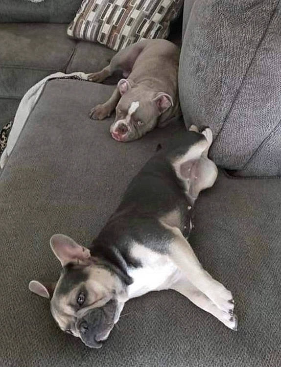 Sassy Bowser joined the competition — help win amazing prizes! canidae, carnivore, comfort, companion_dog, dog, dog_breed, ear, fawn, grey, non_sporting_group, paw, snout, sporting_group, tail, toy_dog, whiskers, working_animal