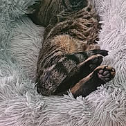 Câlin a rejoint le concours — aidez-le/la à gagner de superbes lots ! animal, bed, cat, comfort, cozy, cute, feline, fluffy, fur, indoor, paws, pet_bed, pink, relaxed, resting, sleeping, soft, striped, tabby, yellow