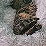 animal, bed, cat, comfort, cozy, cute, feline, fluffy, fur, indoor, paws, pet_bed, pink, relaxed, resting, sleeping, soft, striped, tabby, yellow