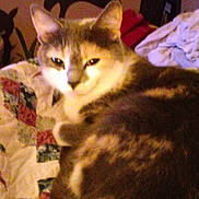 Sophie is registered to the contest to win money with this photo: abyssinian, animal, bed, bedroom, blanket, canine, cat, couch, cushion, dog, furniture, homedecor, indoors, kitten, linen, manx, pet, quilt, room, siamese