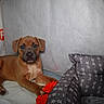 Apollo is registered to the contest to win money with this photo: puppy, dog, brown_puppy, toy, red_toy, dog_bed, gray_bed, indoor, floor, pet, animal, cute, young_dog, lying_down, paw, blanket, fabric, cozy, resting, looking