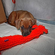 Apollo joined the competition — help win amazing prizes! puppy, dog, toy, orange_toy, indoor, white_pad, brown_puppy, pet, animal, cute, resting, lying_down, soft_texture, curious_eyes, small_dog, cozy, floor, close_up, young_dog, playful