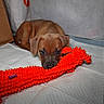 puppy, dog, toy, orange_toy, indoor, white_pad, brown_puppy, pet, animal, cute, resting, lying_down, soft_texture, curious_eyes, small_dog, cozy, floor, close_up, young_dog, playful