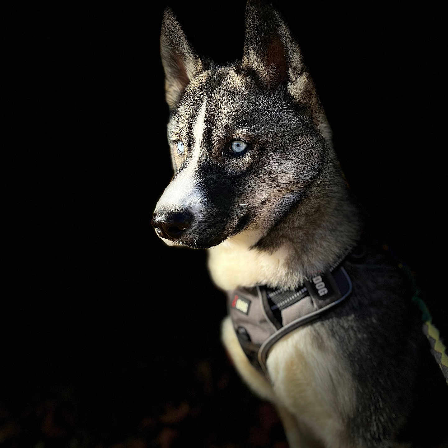 Uky participe au concours pour gagner de l'argent avec cette photo : accessories, animal, bodypart, canine, collar, dog, eskimodog, germanshepherd, harness, hound, husky, leash, mouth, person, pet, policedog, puppy, snout, strap, whitedog