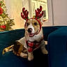 dog, corgi, puppy, reindeer_antlers, bandana, blue_chair, christmas_tree, holiday, festive, indoor, decorations, smiling, cute, pet, fur, animal, christmas_lights, cozy, holiday_spirit, tongue_out