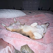 Brisket is registered to the contest to win money with this photo: dog, bed, blanket, pink, pillow, indoor, sleeping, resting, furniture, paw, fur, pet, cozy, relaxed, canine, household, comfort, lying_down, domestic_animal, soft