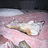 dog, bed, blanket, pink, pillow, indoor, sleeping, resting, furniture, paw, fur, pet, cozy, relaxed, canine, household, comfort, lying_down, domestic_animal, soft
