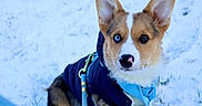 Brisket is registered to the contest to win money with this photo: dog, corgi, puppy, snow, winter, blue_eye, brown_eye, heterochromia, leash, jacket, harness, outdoor, canine, pet, animal, cute, fur, ears, face, nature