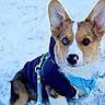 dog, corgi, puppy, snow, winter, blue_eye, brown_eye, heterochromia, leash, jacket, harness, outdoor, canine, pet, animal, cute, fur, ears, face, nature