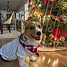 dog, corgi, pet, indoor, christmas_tree, holiday, decorations, ornaments, red, gold, wooden_floor, white_shirt, bandana, smiling, cute, festive, home, living_room, lighting, happy