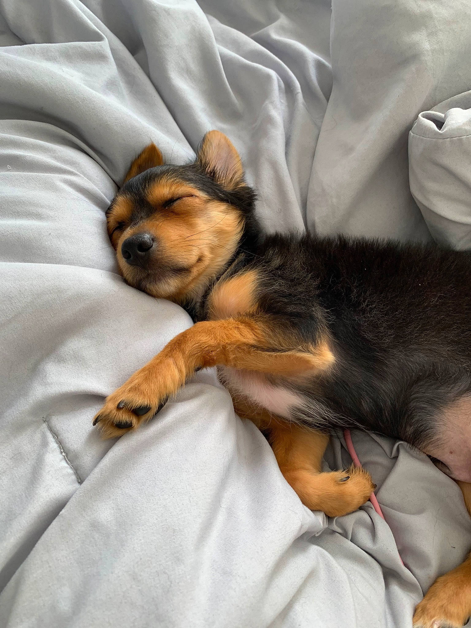 Roman is registered to the contest to win money with this photo: canidae, carnivore, companion_dog, dog, dog_breed, fawn, nap, puppy, puppy_love, snout