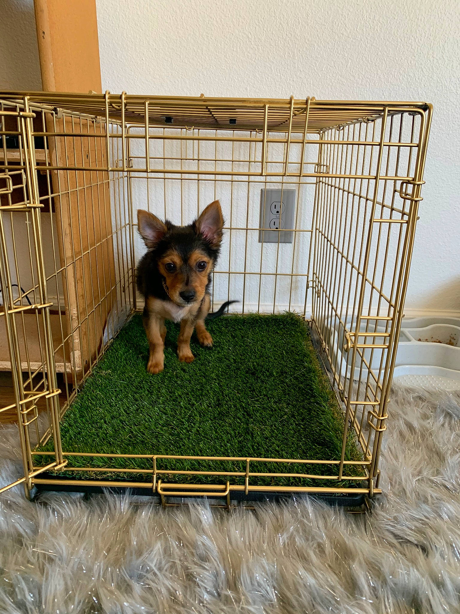 Roman is registered to the contest to win money with this photo: animal_shelter, cage, canidae, carnivore, dog, dog_breed, dog_crate, dog_supply, grass, kennel, pet_supply, puppy, swedish_vallhund