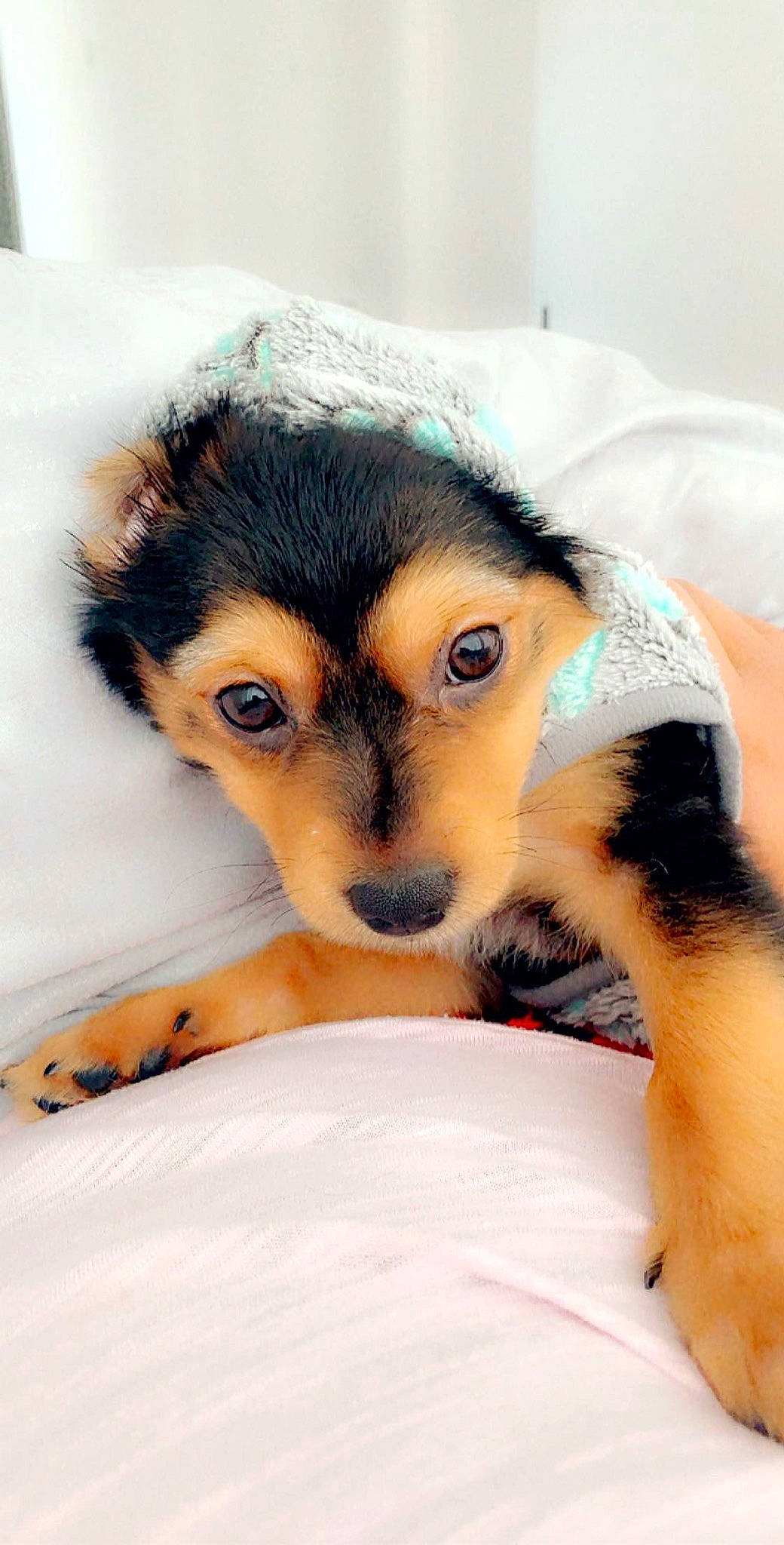 Roman joined the competition — help win amazing prizes! australian_shepherd, canidae, carnivore, collie, companion_dog, dog, dog_breed, fur, mammal, nose, puppy, rare_breed_dog, skin, snout, whiskers