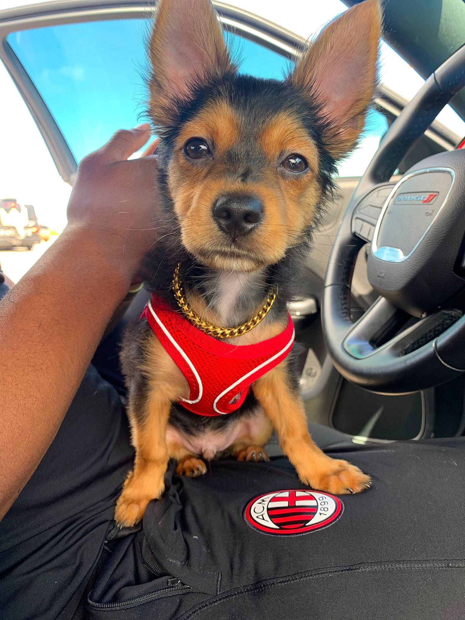 Roman is registered to the contest to win money with this photo: canidae, car, carnivore, chihuahua, companion_dog, dog, dog_breed, german_pinscher, mammal, miniature_pinscher, prazsky_krysarik, puppy, rare_breed_dog, russkiy_toy, snout, terrier, toy_dog, toy_manchester_terrier, vertebrate