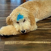 Bailey joined the competition — help win amazing prizes! dog, puppy, fluffy, lying_down, wooden_floor, blue_feather, indoor, pet, cute, relaxed, animal, fur, brown, flooring, domestic, canine, resting, home, decor, chair_leg