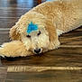 dog, puppy, fluffy, lying_down, wooden_floor, blue_feather, indoor, pet, cute, relaxed, animal, fur, brown, flooring, domestic, canine, resting, home, decor, chair_leg