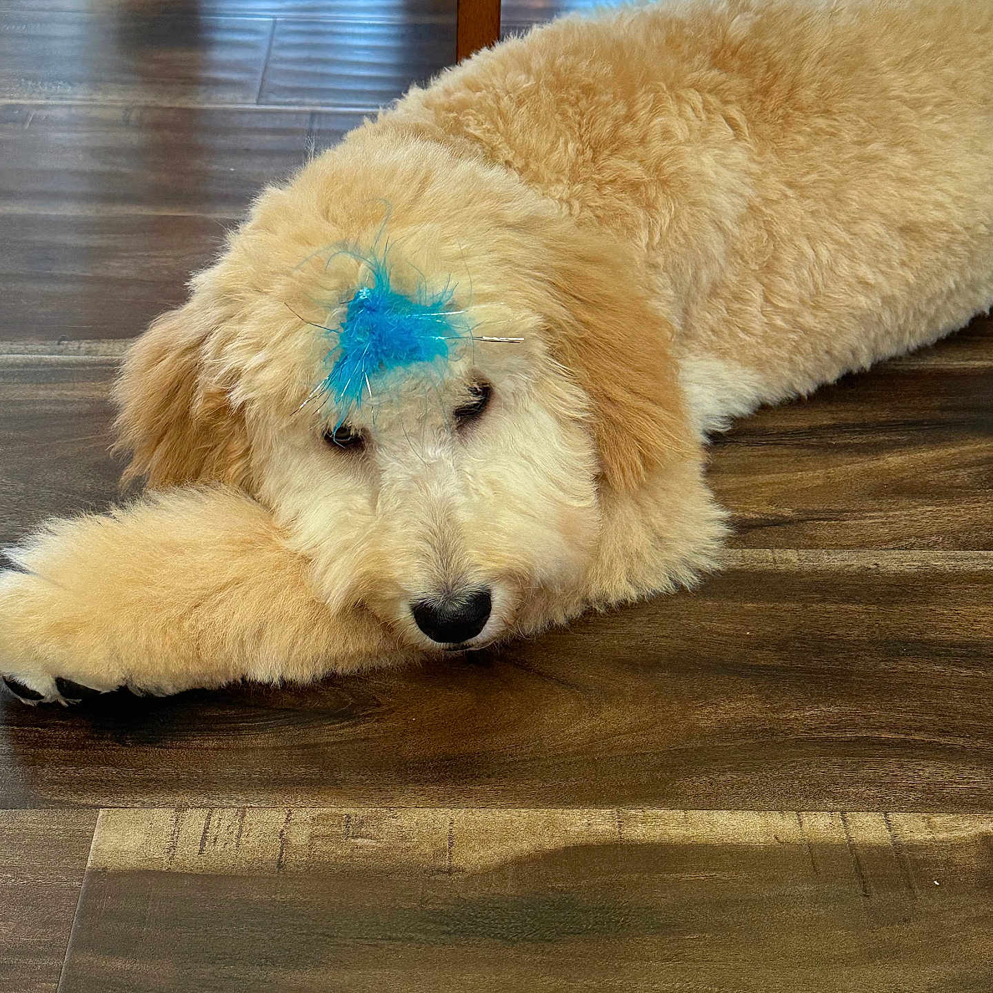 Bailey joined the competition — help win amazing prizes! animal, blue_feather, brown, canine, chair_leg, cute, decor, dog, domestic, flooring, fluffy, fur, home, indoor, lying_down, pet, puppy, relaxed, resting, wooden_floor