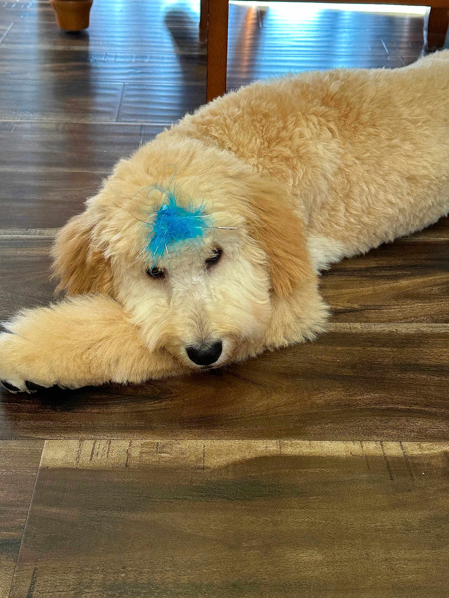 Bailey joined the competition — help win amazing prizes! dog, puppy, fluffy, lying_down, wooden_floor, blue_feather, indoor, pet, cute, relaxed, animal, fur, brown, flooring, domestic, canine, resting, home, decor, chair_leg