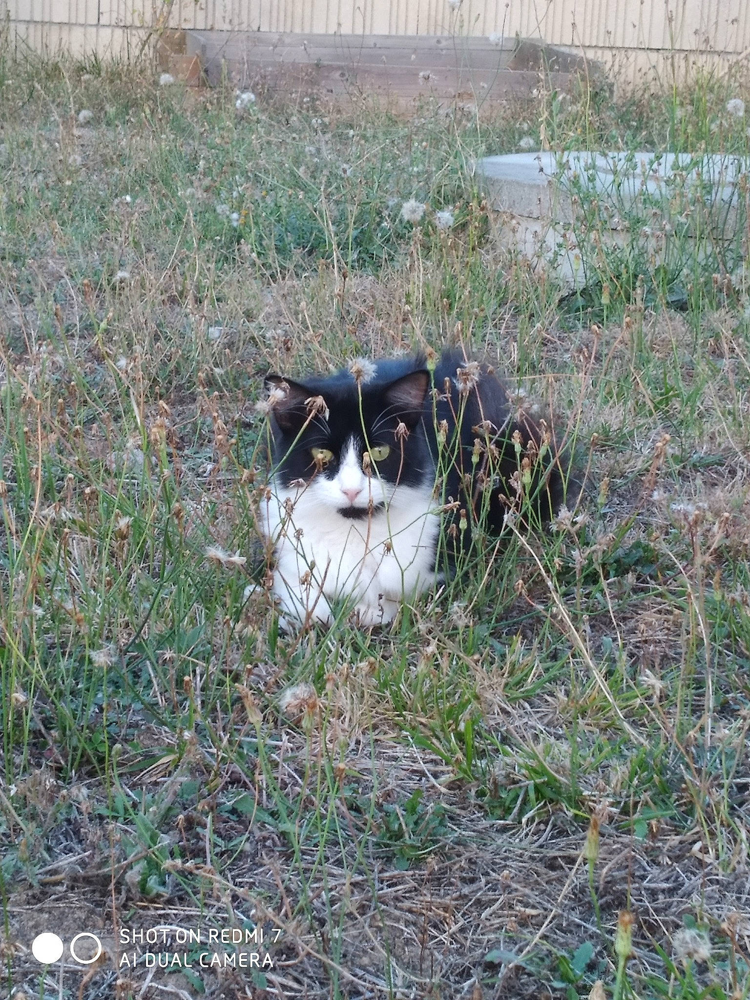 Tyson a rejoint le concours — aidez-le/la à gagner de superbes lots ! carnivore, cat, domestic_short_haired_cat, felidae, fur, grass, grassland, groundcover, plant, small_to_medium_sized_cats, soil, tail, terrestrial_animal, whiskers, wildlife