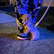 Esme is registered to the contest to win money with this photo: puppy, dog, shoe, person, pants, sidewalk, night, leash, grass, urban, blue_light, footwear, pet, cute, small, outdoor, texture, patterned_clothing, animal, loyal