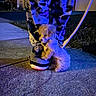 puppy, dog, shoe, person, pants, sidewalk, night, leash, grass, urban, blue_light, footwear, pet, cute, small, outdoor, texture, patterned_clothing, animal, loyal