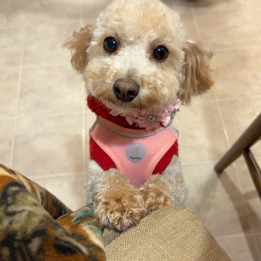 Esme joined the competition — help win amazing prizes! dog, small_dog, puppy, curly_fur, pink_harness, red_harness, paws, looking_up, indoor, tiled_floor, person_walking, furniture, chair, couch, cute, pet, animal, domestic_animal, companion, floor