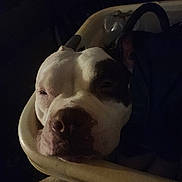 Marical joined the competition — help win amazing prizes! animal, brown, calm, chair, closeup, comfort, cozy, dark, dog, ears, face, fur, indoors, pet, quiet, relaxed, resting, sleepy, snout, white