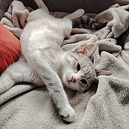 Snow a rejoint le concours — aidez-le/la à gagner de superbes lots ! cat, feline, pet, animal, blanket, soft, cozy, sleepy, relaxed, fur, whiskers, paw, indoor, cute, resting, comfort, nap, striped_tail, pink_nose, light