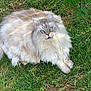 cat, fluffy, long_hair, green_eyes, grass, outdoor, nature, animal, pet, relaxed, lying_down, cute, feline, mammal, whiskers, soft_fur, sunlight, daytime, close_up, peaceful